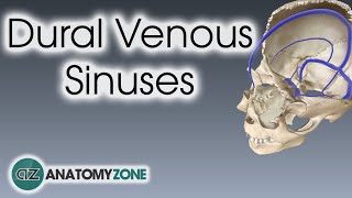 Dural Venous Sinuses  3D Anatomy Tutorial [upl. by Aterg]