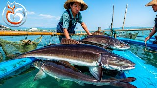 Cobia Farming How to breed Cobia to earn millions of dollars by farmers  Processing Factory [upl. by Zins]