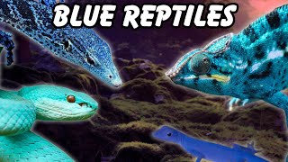 7 AMAZING BLUE Reptiles you NEED To SEE [upl. by Keavy700]