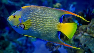 Facts Marine Angelfish [upl. by Amias161]