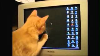 Leuke kattenfilmpjes Funny Cats [upl. by Atilegna]