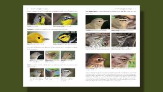 The Warbler Guide  What to Notice [upl. by Xam]