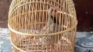 Full Mast Chakor  Masti Deke Pakistani Bird of Chakor [upl. by Posehn622]