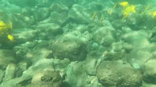 MahuKona Beach park Snorkeling [upl. by Yesrej]