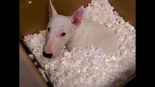 Compilation of Funny Cute Crazy And Epic Moments Bull Terriers Dogs Viral Video  Go Walter [upl. by Oelak]