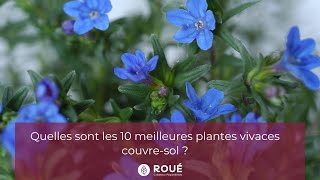 Quelles sont les 10 meilleures plantes vivaces couvresol  Roué Pépinières [upl. by Lemuelah64]