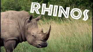 All About Rhinos for Kids Rhinoceros for Children  FreeSchool [upl. by Nasia]