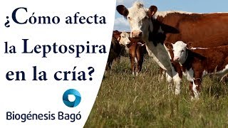 ¿Cómo afecta la Leptospira en la cría Biogénesis Bagó [upl. by Notaek]