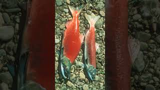 🐟☆³⁸ Sockeye Salmon Oncorhynchus nerka in Salmonid Family Salmonidae [upl. by Airym]