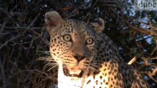 Leopard Calls CloseUp View HD [upl. by Larcher]