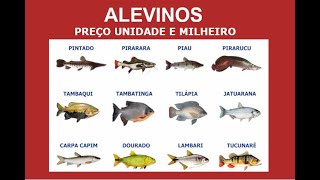 ALEVINOS  PREÇO E ONDE COMPRAR ALEVINOS DE TILAPIA TUCUNARE SURUBIM TAMBAQUI TRAIRÃO [upl. by Alegnasor853]