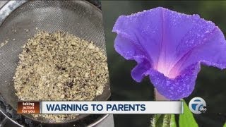 Teens using garden flower to get high [upl. by Nilkoorb]