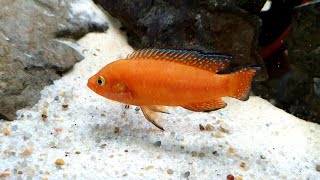 Hemichromis exsul Lake Turkana [upl. by Nerua]