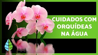 Como Cultivar Orquídeas em ÁGUA 🌸 Cuidados Fertilização e Reprodução [upl. by Nahrut269]