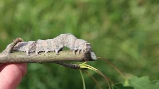 Blue Underwing Moth Caterpillar Catocala fraxini [upl. by Seaden]