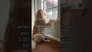 mood when Edward leaves Bella true depression goldenretriever funnydogs [upl. by Ted]