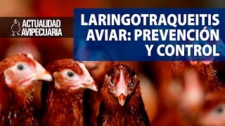 Laringotraqueítis aviar Medidas de prevención y control de la enfermedad [upl. by Ellord219]