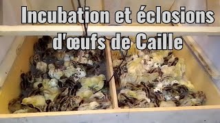 éclosions dœufs de Caille grâce à lincubateur fabriquer par wilagro4020 [upl. by Annaoy]