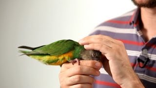 How to Pet a Parrot  Parrot Training [upl. by Chak364]