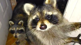 Raccoon Wants Hugs and Marshmallows  Episode 203 [upl. by Peggy]