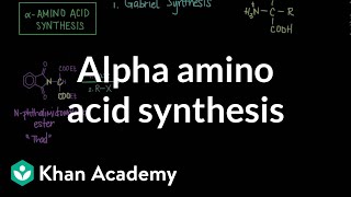 Alpha amino acid synthesis  Chemical processes  MCAT  Khan Academy [upl. by Grossman]