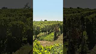 Landau In Der Pfalz  Vineyard Drive  Wine Road  Wine Region [upl. by Snahc]