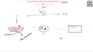 Hypothalamic Pituitary Gonadal Axis in Females [upl. by Hartnett]