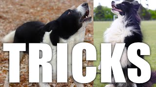 Easy Cool Dog Tricks to Teach your Dog [upl. by Enyaz763]