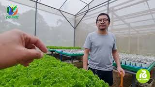 Learn the Different Variety of Lettuce from Rijk Zwaan [upl. by Japheth]