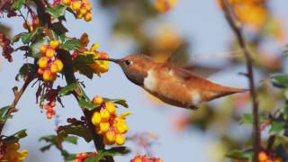 Allens and Rufous Hummingbirds at Arcata Marsh [upl. by Ysiad614]