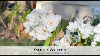 Paper Whites [upl. by Emmet]