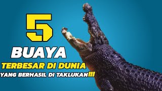 5 Buaya Terbesar Ini Bakal Bikin Kalian Kapok Berenang di Sungai‼️ [upl. by Melessa758]