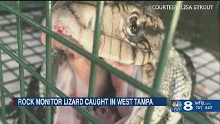 ‘It had some power to it’ Huge monitor lizard caught in West Tampa [upl. by Aliek668]