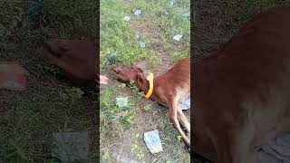 Highway cow car accident viralvideo cowes viralshort sad [upl. by Chemash]