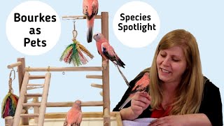 Rosey Bourke Parakeets as Pets Species Spotlight [upl. by Lupee]