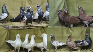 Top Quality Lal RampuriLal SurkheKaldumeRampuri Kalanch KabutarSayyed Pigeon Loft7021412370 [upl. by Guerra]