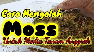 Cara Membuat Media Tanam Anggrek dari Moss [upl. by Greeson]