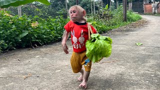 Bibi Enlisted Helps Mom Harvest Vegetables To Feed Mom Cook [upl. by Eedrahs]