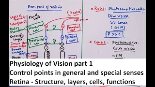 Special Senses Physiology  Vision part 1 [upl. by Newol]