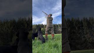 Driven Pheasant Shooting with Labrador Retriever Gundogs gundogtraining hunting labrador dog [upl. by Biagi]