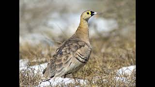 Syrrhaptes personatus Madagascan Sandgrouse [upl. by Reiniar]