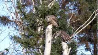 Barred Owl pair calling [upl. by Wye]