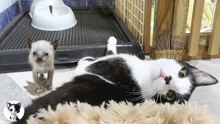 Mu an older cat decides to hug a rescued kitten who is just learning to walk despite his fear [upl. by Ludovick]