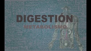 Digestión  Metabolismo [upl. by Aihsemaj]