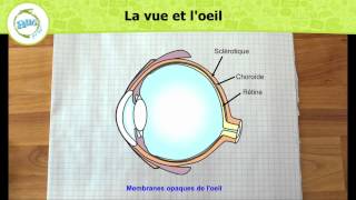 la structure de loeil [upl. by Rosner]