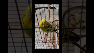 Lokkhi jaan baccha 🦜budgies birds shorts shortvideo youtubeshorts fyp foryou viralvideo [upl. by Drawd]