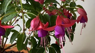 Bring A Fuchsia Indoors For Winter  November 8 [upl. by Akeimat]