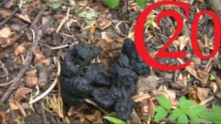 How to ID Black Bear Scat [upl. by Inaja]