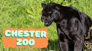 Chester Zoo  The UKs Best Zoo [upl. by Lorolla142]