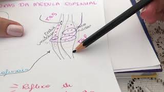 Medula Espinhal e suas funções motoras  Fuso muscular e Órgão Tendinoso de Golgi [upl. by Leaffar]